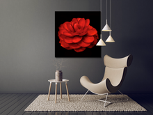 Load image into Gallery viewer, When is a Rose not a Rose? When it's a Beautiful Camellia