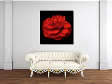 Load image into Gallery viewer, When is a Rose not a Rose? When it's a Beautiful Camellia