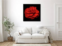 Load image into Gallery viewer, When is a Rose not a Rose? When it's a Beautiful Camellia