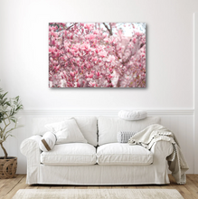 Load image into Gallery viewer, Japanese Magnolias in Full Bloom