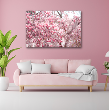 Load image into Gallery viewer, Japanese Magnolias in Full Bloom