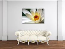 Load image into Gallery viewer, White Water Lily