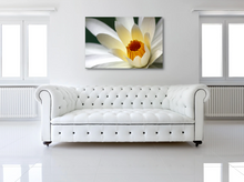 Load image into Gallery viewer, White Water Lily