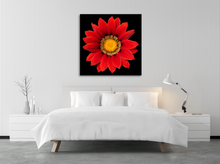 Load image into Gallery viewer, Red Gazania Flower photographed in Niagara