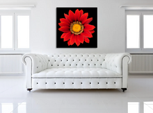 Load image into Gallery viewer, Red Gazania Flower photographed in Niagara