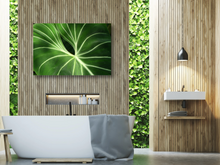 Load image into Gallery viewer, Tropical Velvet Leaf Anthurium Close-Up