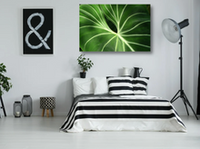 Load image into Gallery viewer, Tropical Velvet Leaf Anthurium Close-Up