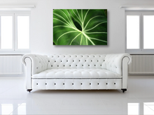 Load image into Gallery viewer, Tropical Velvet Leaf Anthurium Close-Up