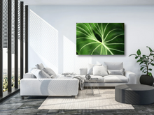 Load image into Gallery viewer, Tropical Velvet Leaf Anthurium Close-Up