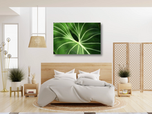 Load image into Gallery viewer, Tropical Velvet Leaf Anthurium Close-Up