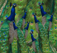 Load image into Gallery viewer, Neck gaiter - Peacocks - Peacock Neck warmer - Peacock Face Shield